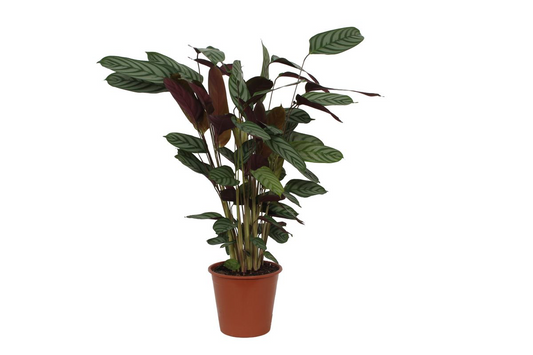Calathea Compactstar – 90 cm – ø21
