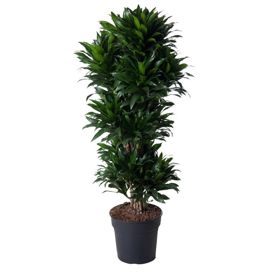 Dracaena compacta verzweigt – 140 cm – ø31 - Botanic-Vibes