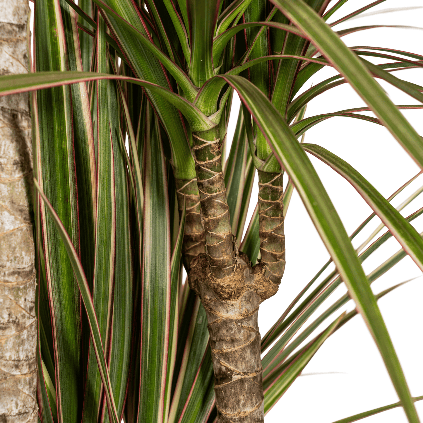 Dracaena Marginata Bicolor Ø21cm - ↕110 - 130cm - Botanic-Vibes