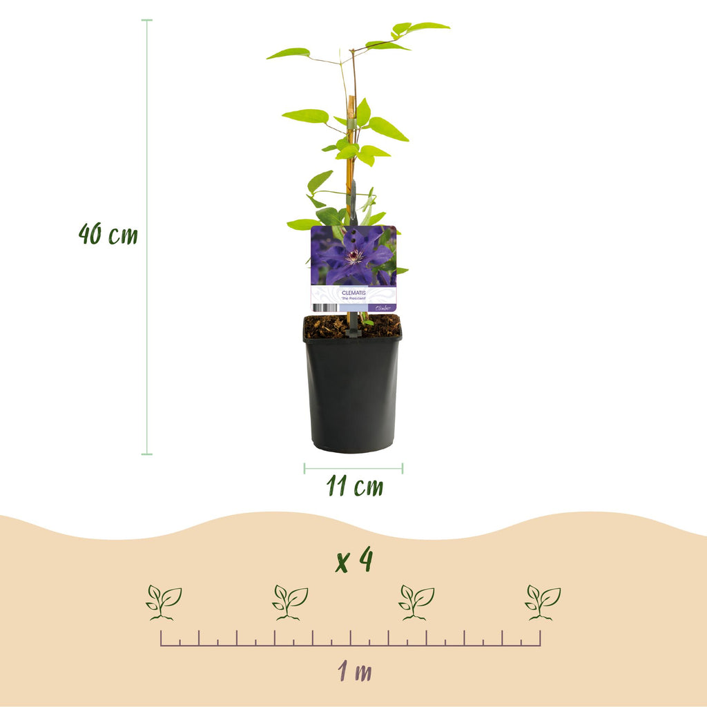 Kletterpflanze, Clematis The President, Blüte Rosa, Wenig Pflege, 2 Pflanzen, Topf 11 cm 40 cm