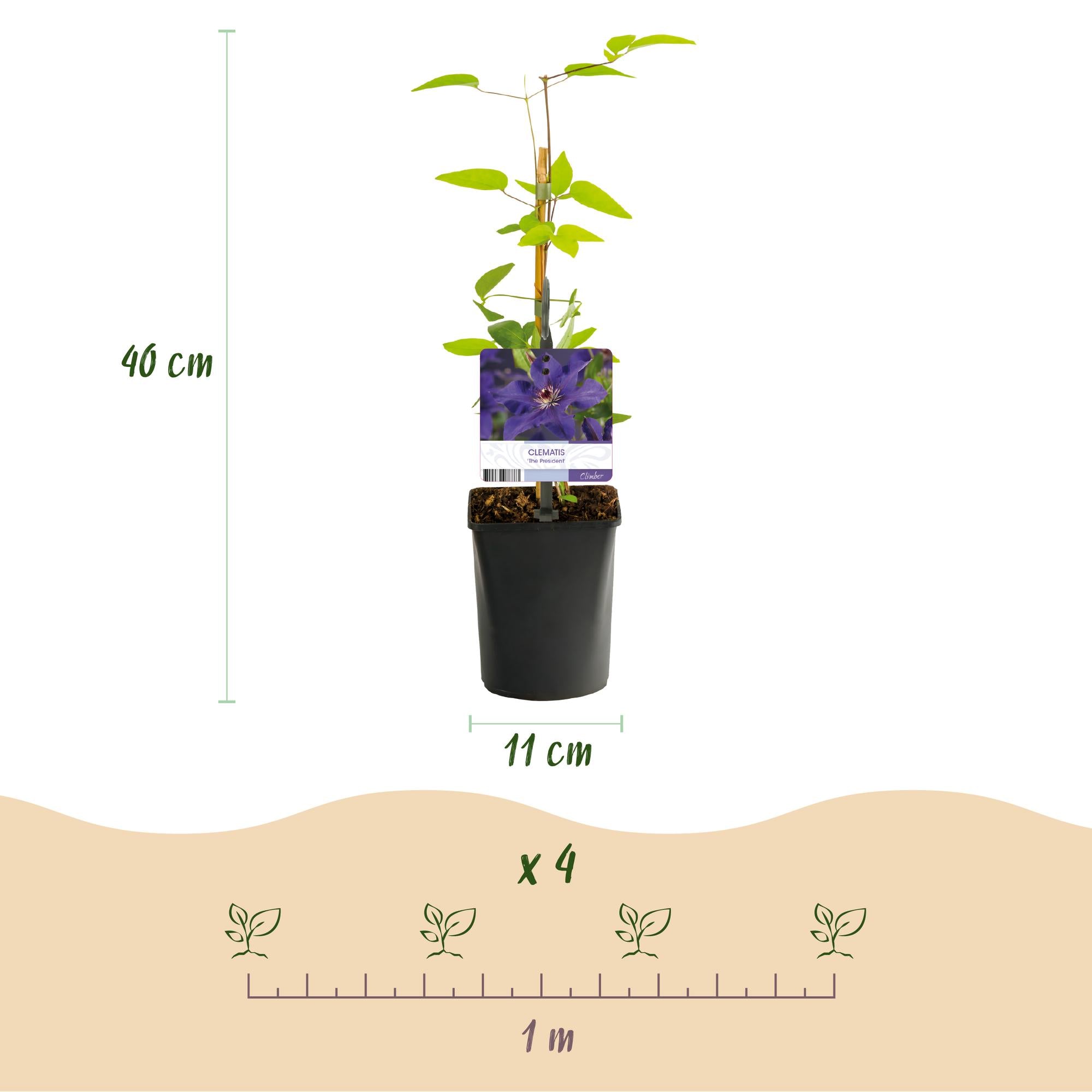 Kletterpflanze, Clematis The President, Blüte Rosa, Wenig Pflege, 2 Pflanzen, Topf 11 cm 40 cm