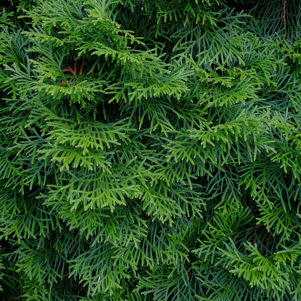 Heckenpflanzen, Thuja occidentalis Smaragd, Blatt grün, 8 Pflanzen, 1 laufender Meter, immergrün, Topf 9 cm 30 cm