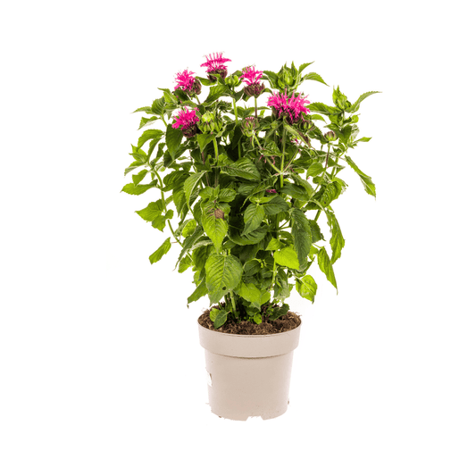 Monarda Didyma Pink Ø19cm - ↕45 - 60cm - Botanic-Vibes