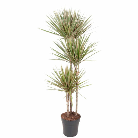 Dracaena bicolor – 150 cm – ø24 - Botanic-Vibes