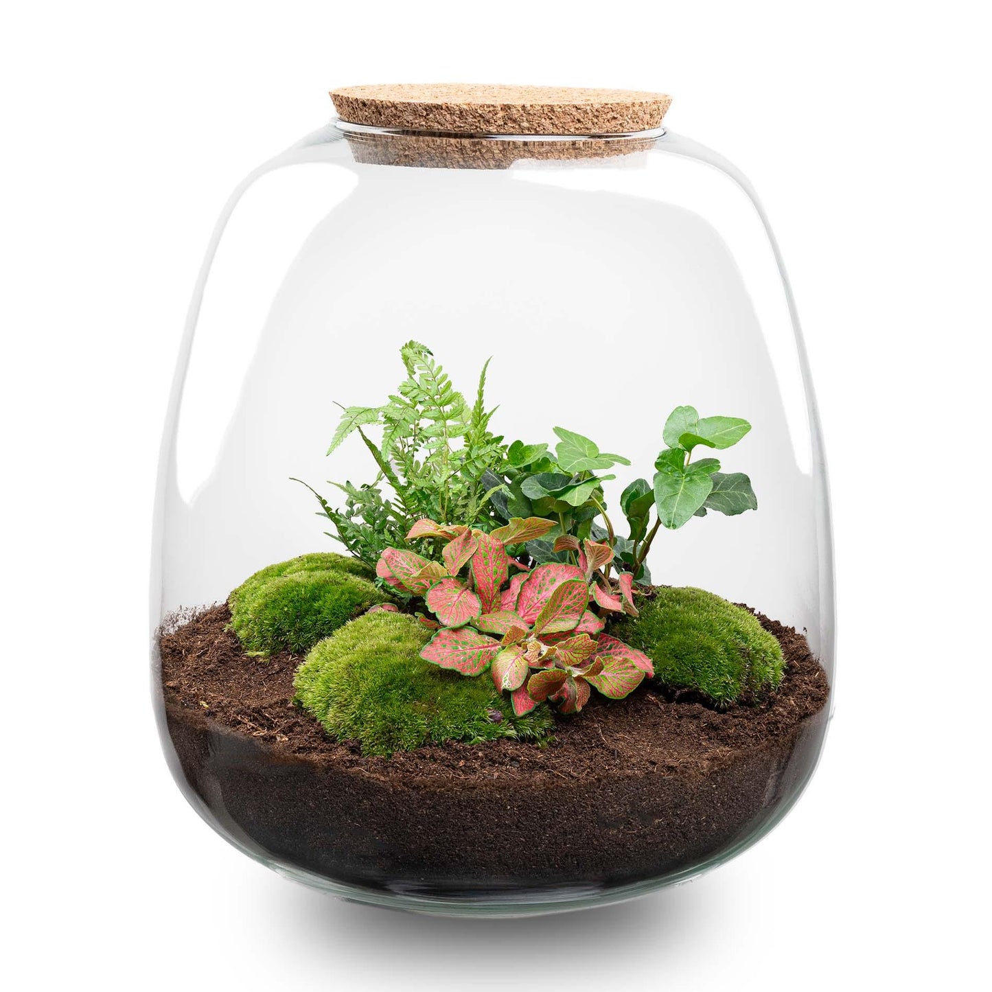 Pflanzterrarium „Emma“ – DIY-Set – 25 cm – Ø23 cm – Hedera Red