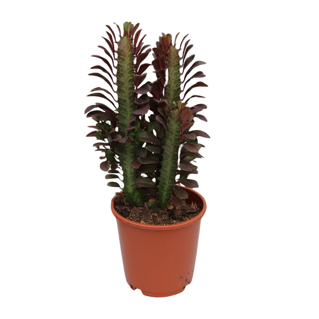Euphorbia Trigona Rubra, Ø12 cm, 40 cm