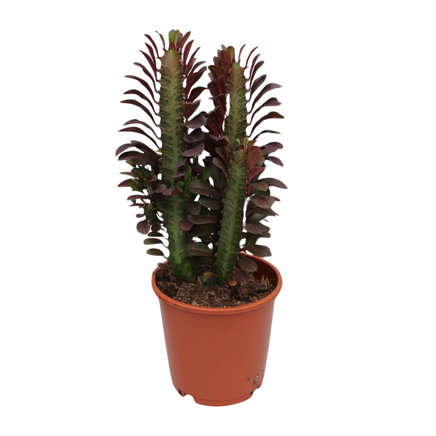 Euphorbia Trigona Rubra, Ø12 cm, 40 cm