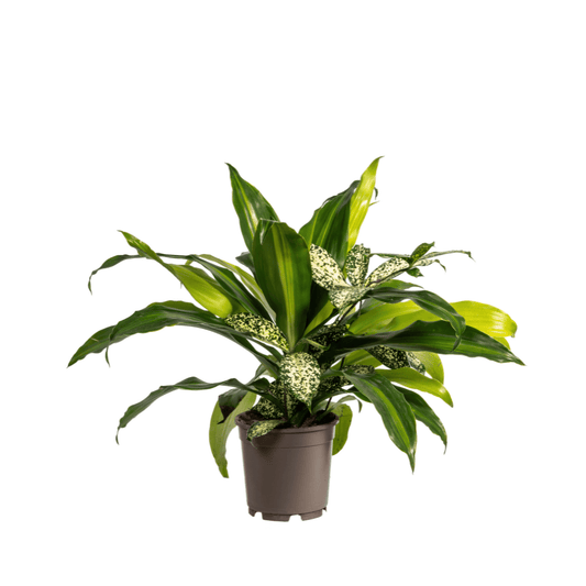 Mixed Combo Ø17cm - ↕55 - 65cm - Botanic-Vibes