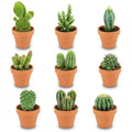 Mini Kakteen Mix, 9 Stück, Ø8 cm,1 cm, 5-10 cm, Terrakottatöpfe