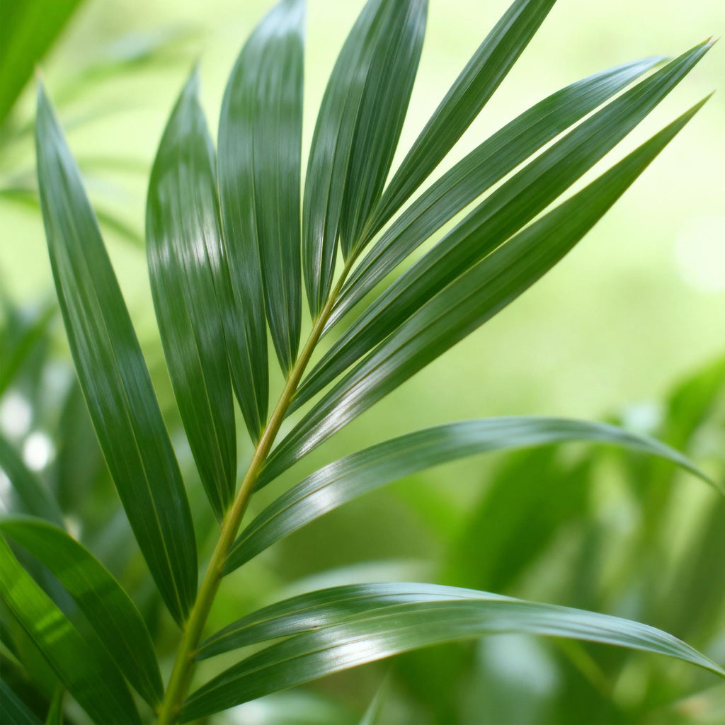 Howea Forsteriana, Kentia Palme, Wenig Pflege, Grün, 2 Pflanzen, Topf 21 cm, 120-130 cm