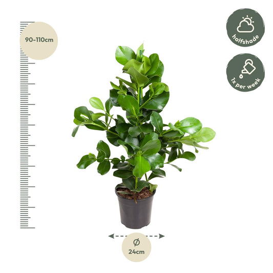 Clusia rosea – 110 cm – Ø24
