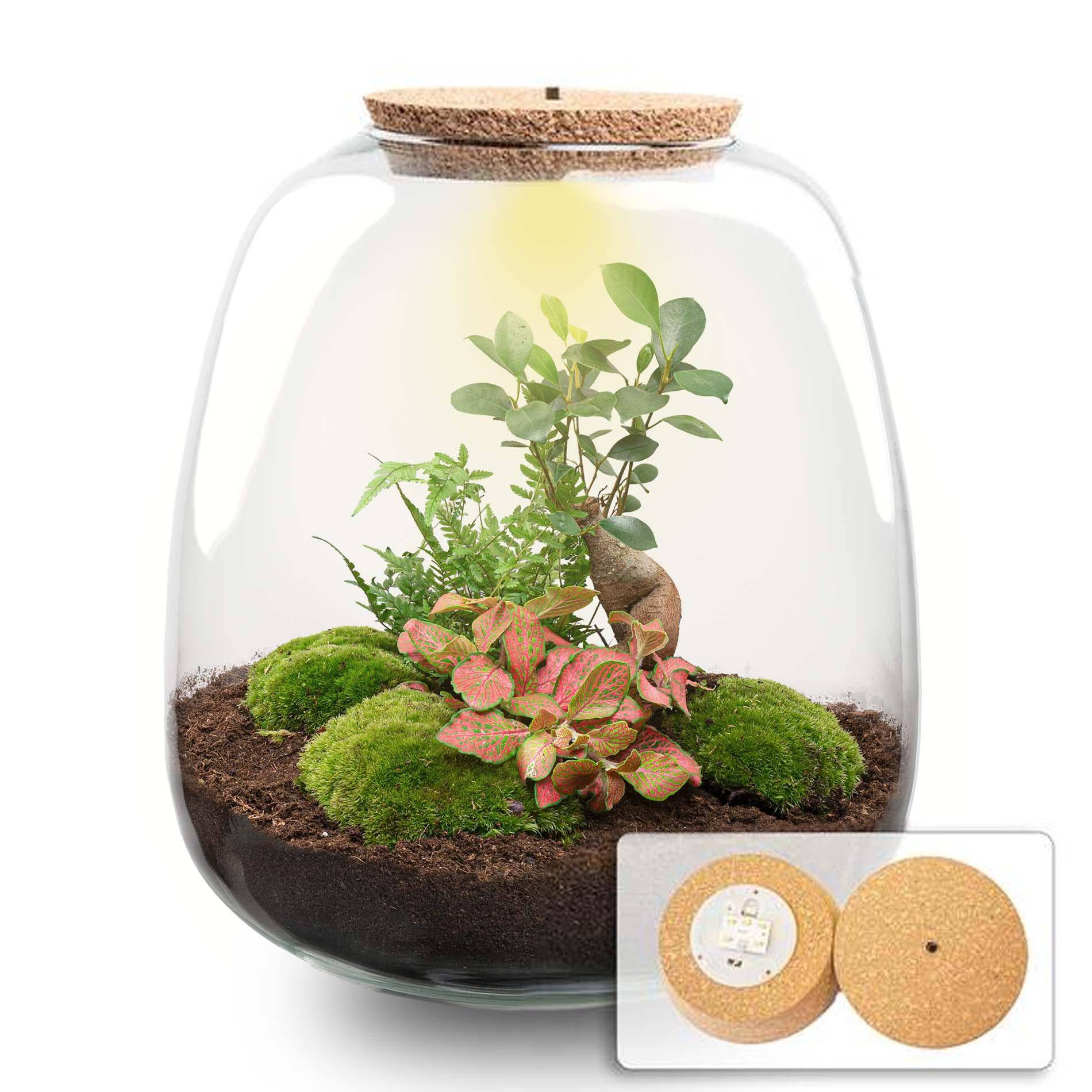 Plant terrarium - Emma - DIY kit - ↑ 25 cm - Ø 23 cm - Bonsai Red + LED - Botanic-Vibes
