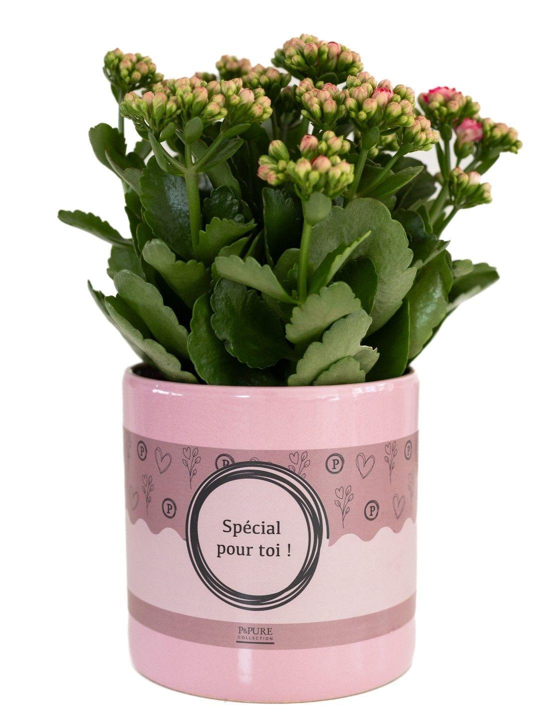 Kalanchoe Rosa In P&PURE "SPECIAL POUR TOI" Verpakking, Ø12 cm, 27 cm