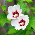 Sträucher, Hibiscus syriacus Hamabo, Blüte Hellrosa, 1 Pflanze, Laubabwerfend, Wenig Pflege, Topf 17 cm 45 cm