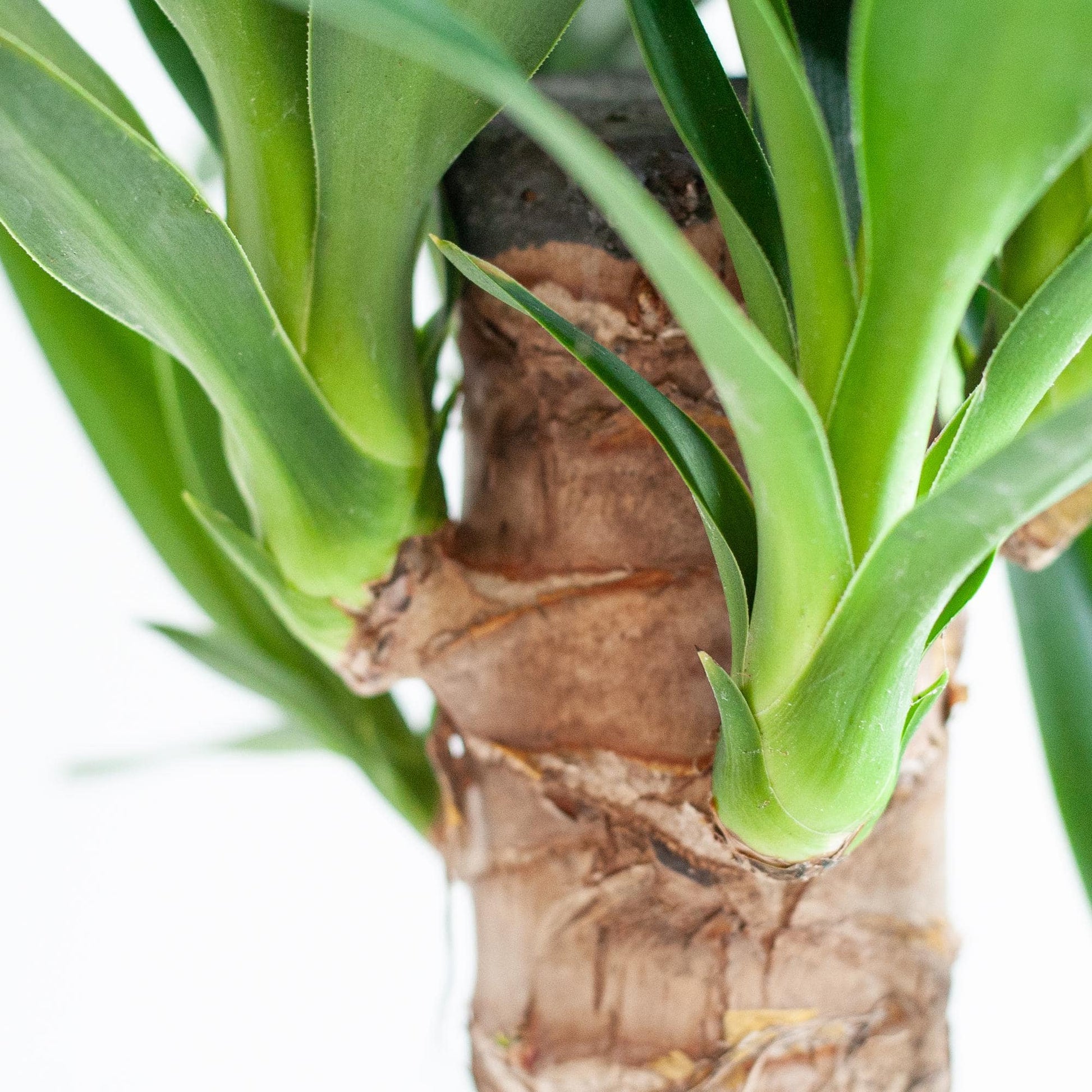 Dracaena  Janet Lindt mit Sofia-Korb natur - 95cm - Ø21 - Botanic-Vibes