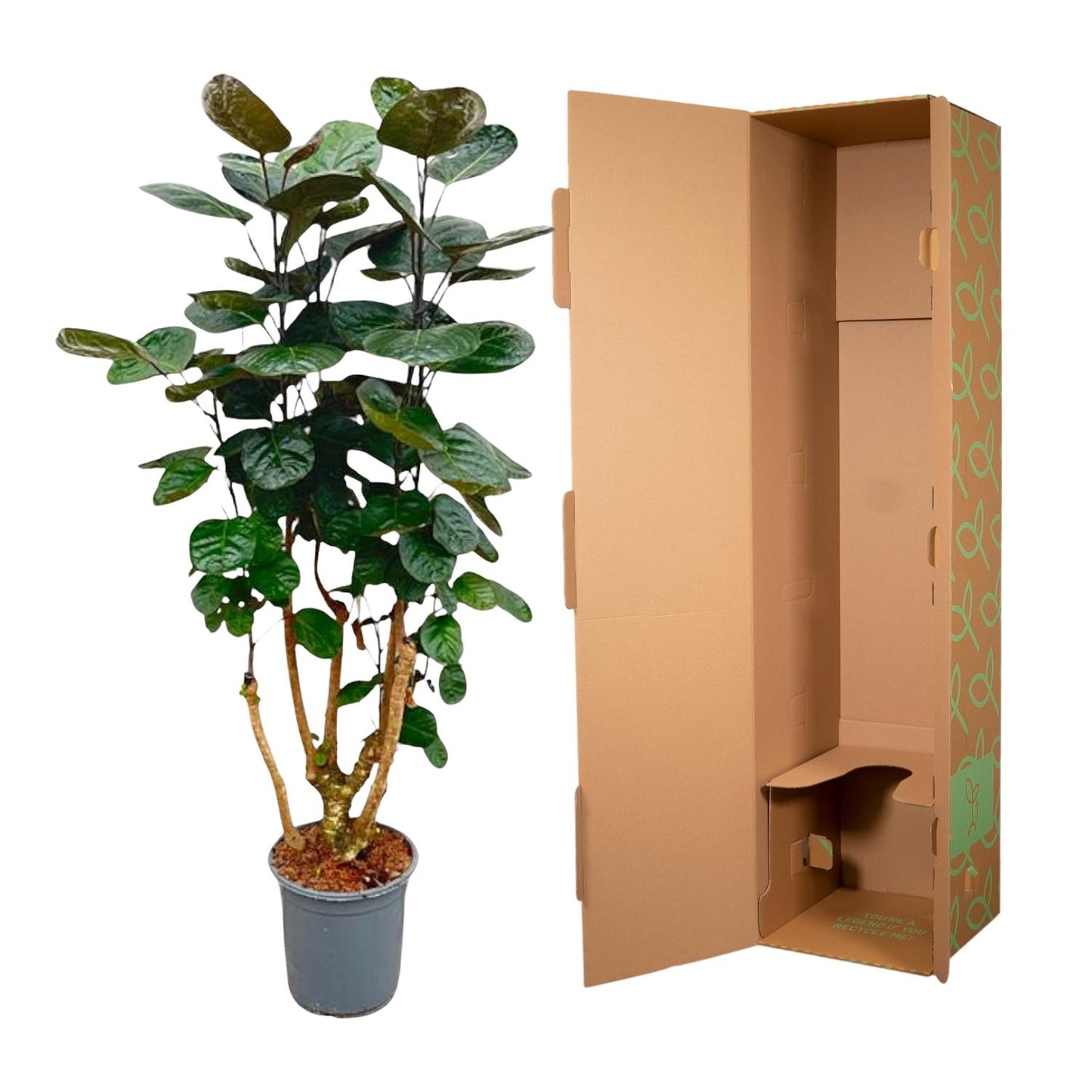 Polyscias fabian – 130 cm – Ø24