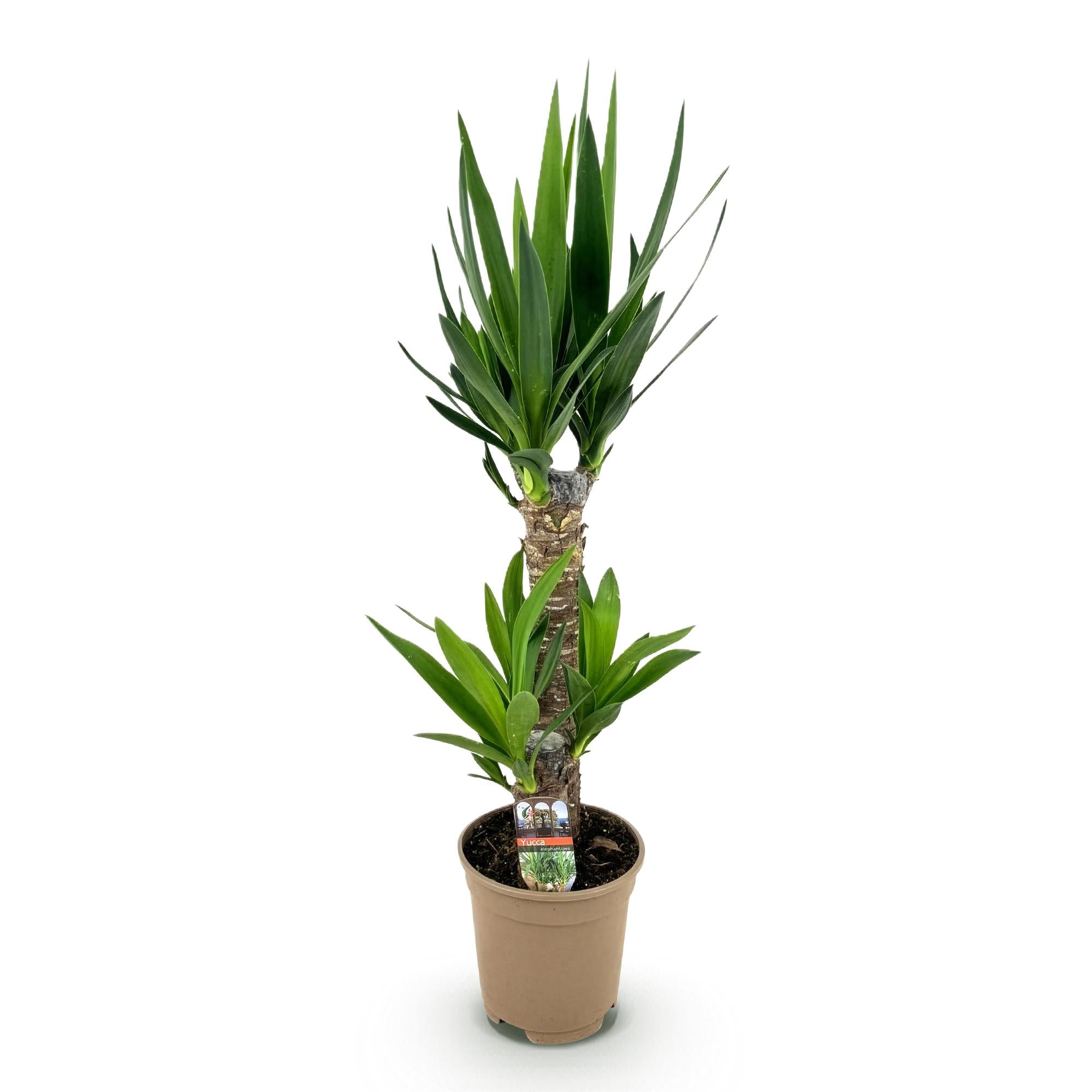 Yucca elephantipes, Yucca, Pflegeleicht, Grün, 1, Topf 17 cm, 75 cm