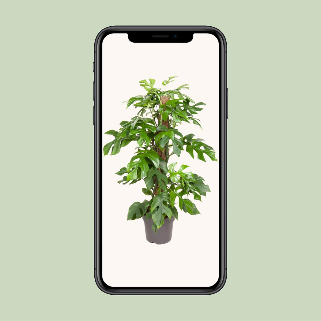 Monstera Minima, Ø19 cm, 80 cm