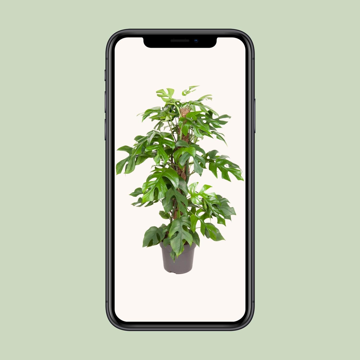 Monstera Minima, Ø19 cm, 80 cm
