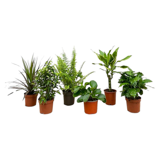 Überraschungsbox – 6 pflanzen – 20–40 cm – Ø12