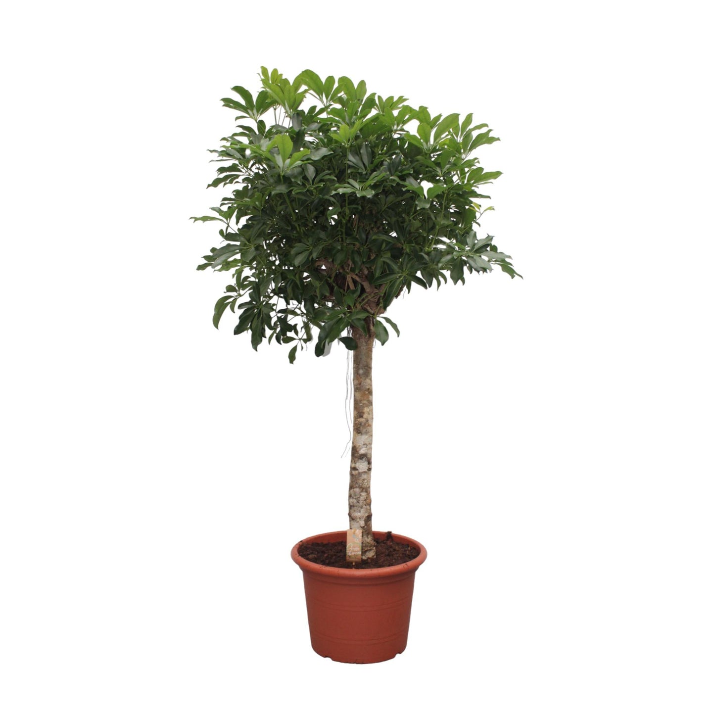 Schefflera arboricola Compacta – Baumform – 180 cm – Ø35