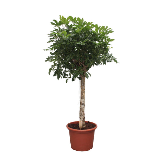 Schefflera arboricola Compacta – Baumform – 180 cm – Ø35