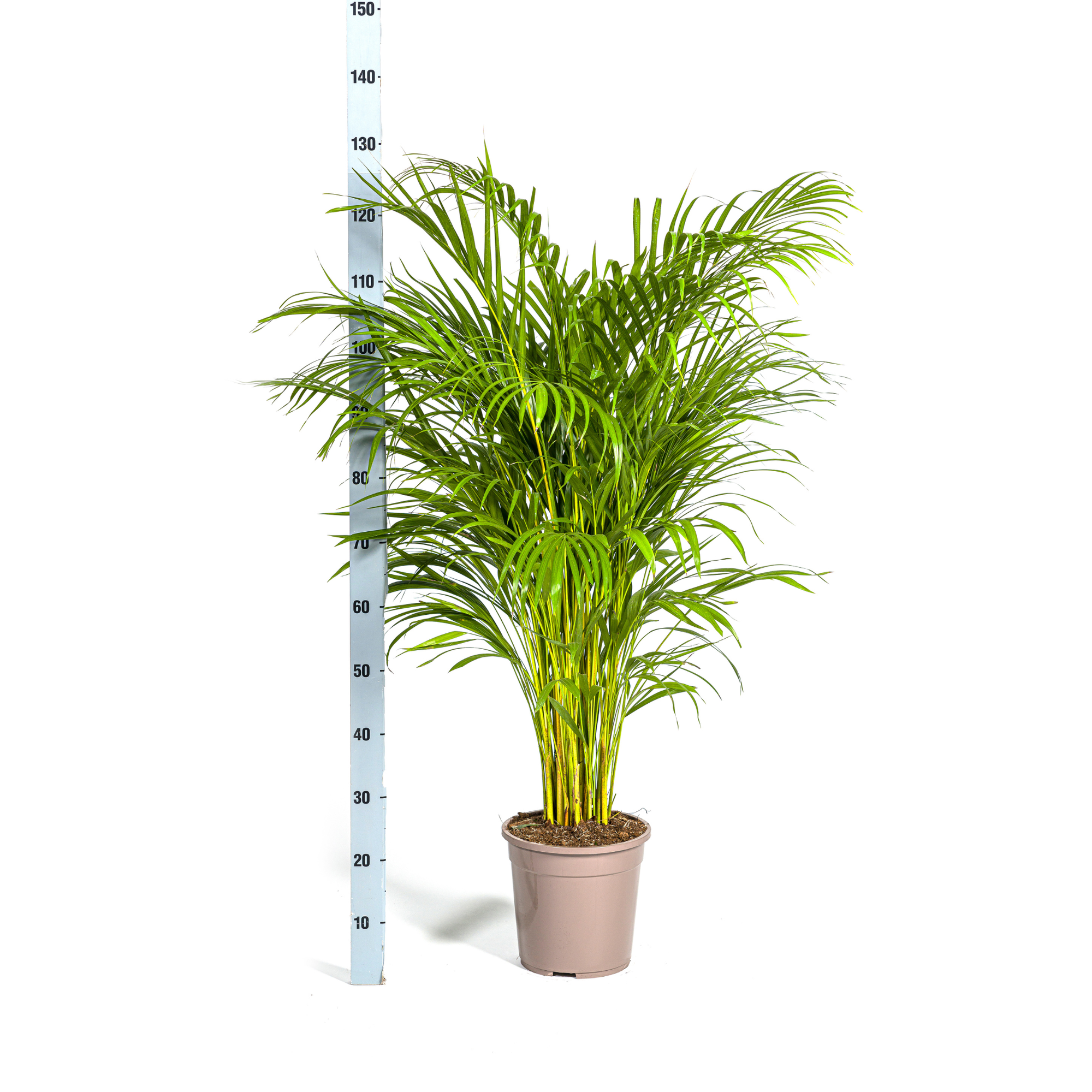 Dypsis Areca Lutescens mit Korb Ø24 cm, 120-140 cm
