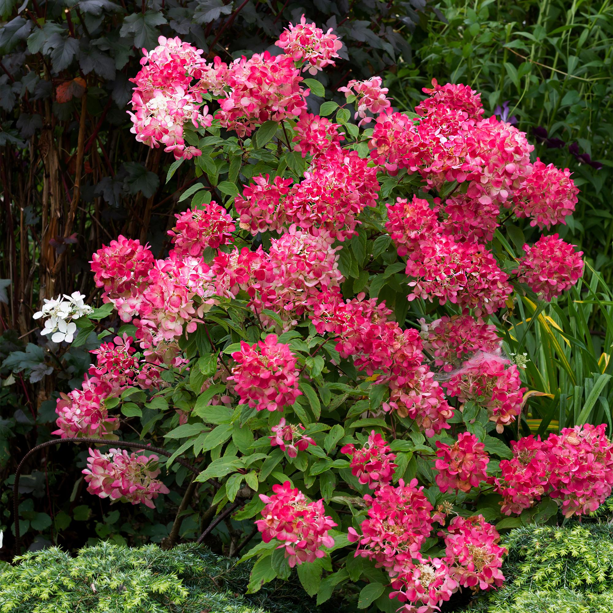Rispenhortensie, Hydrangea panniculata Rosa Diamond, Blüte Weiß Rosa, 3 Pflanzen, 1 m2, Laubabwerfend, Große Blüten, Topf 17 cm 50 cm