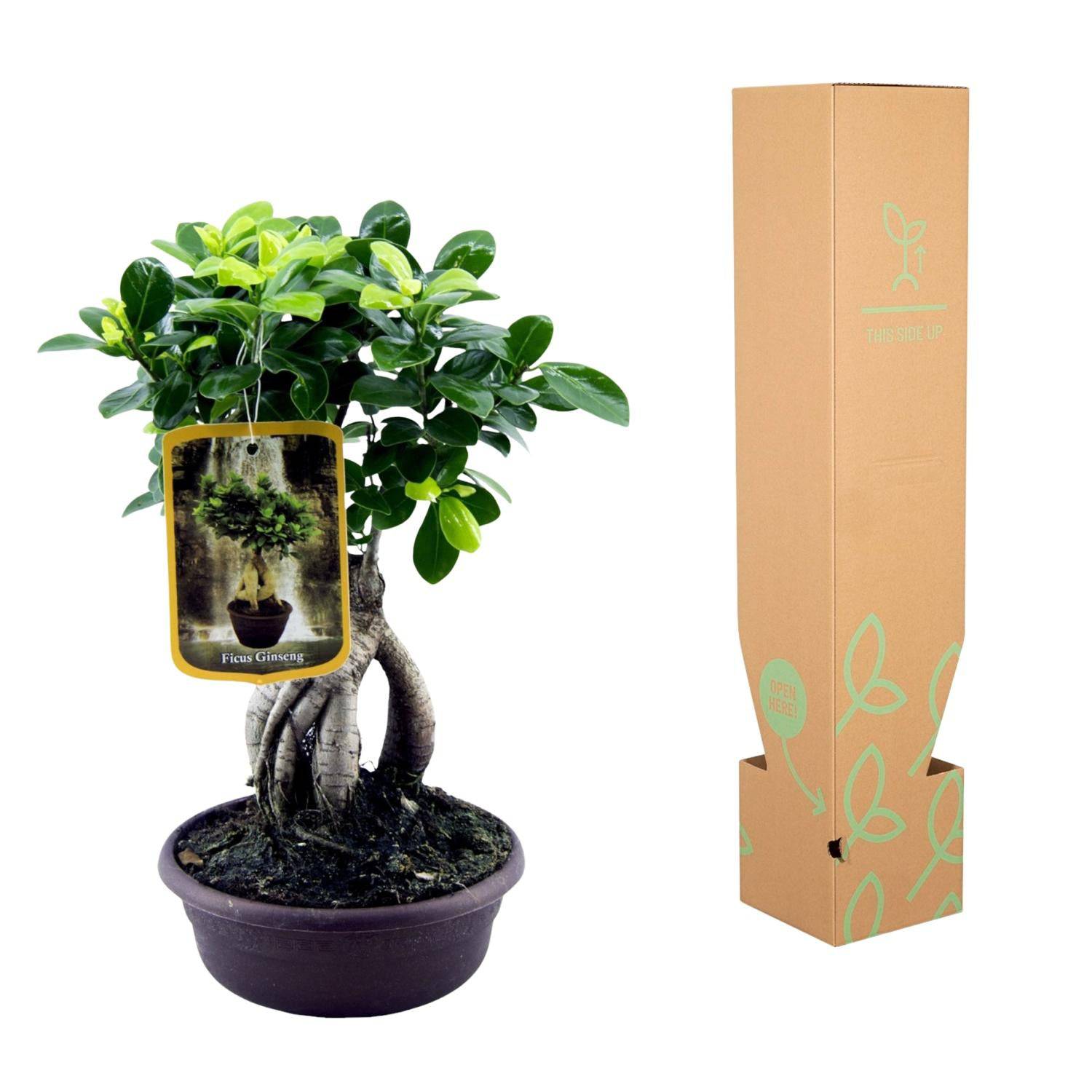 Ficus Microcarpa Ginseng – 30 cm – Ø17 - Botanic-Vibes