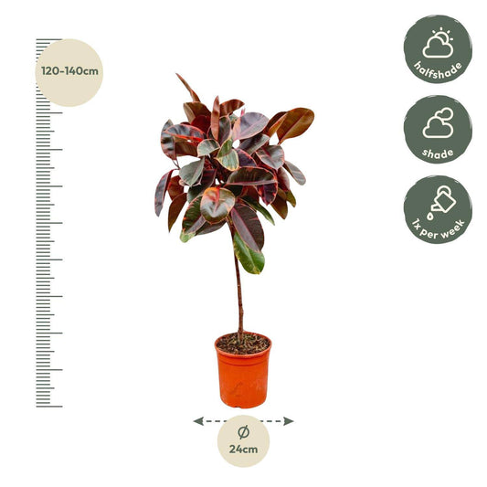 Ficus elastica 'Belize' auf Stamm – 130 cm – Ø24 - Botanic-Vibes