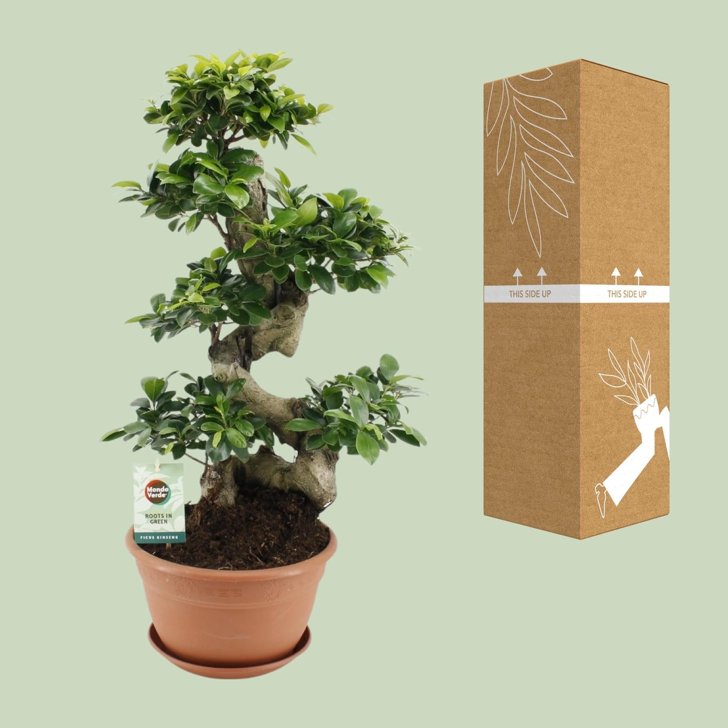 Ficus Ginseng, Ø27 cm, 70 cm