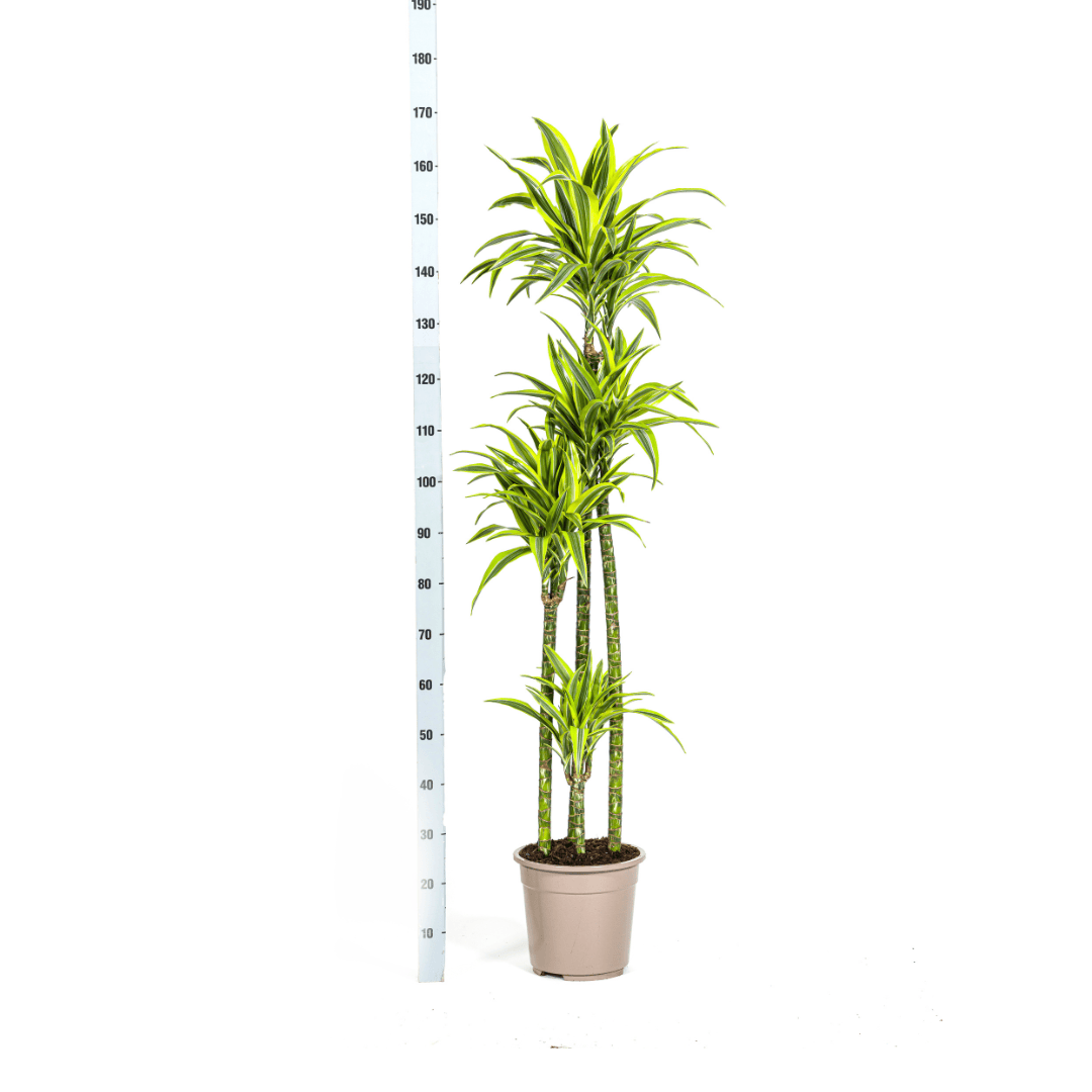 Dracaena Deremensis Lemon Lime Ø27cm - ↕170 - 190cm - Botanic-Vibes
