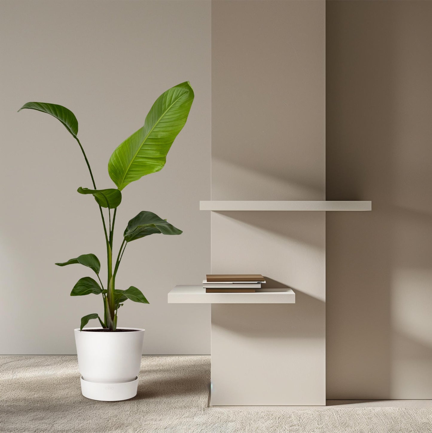 2x Strelitzia nicolai – 100 cm – Ø17