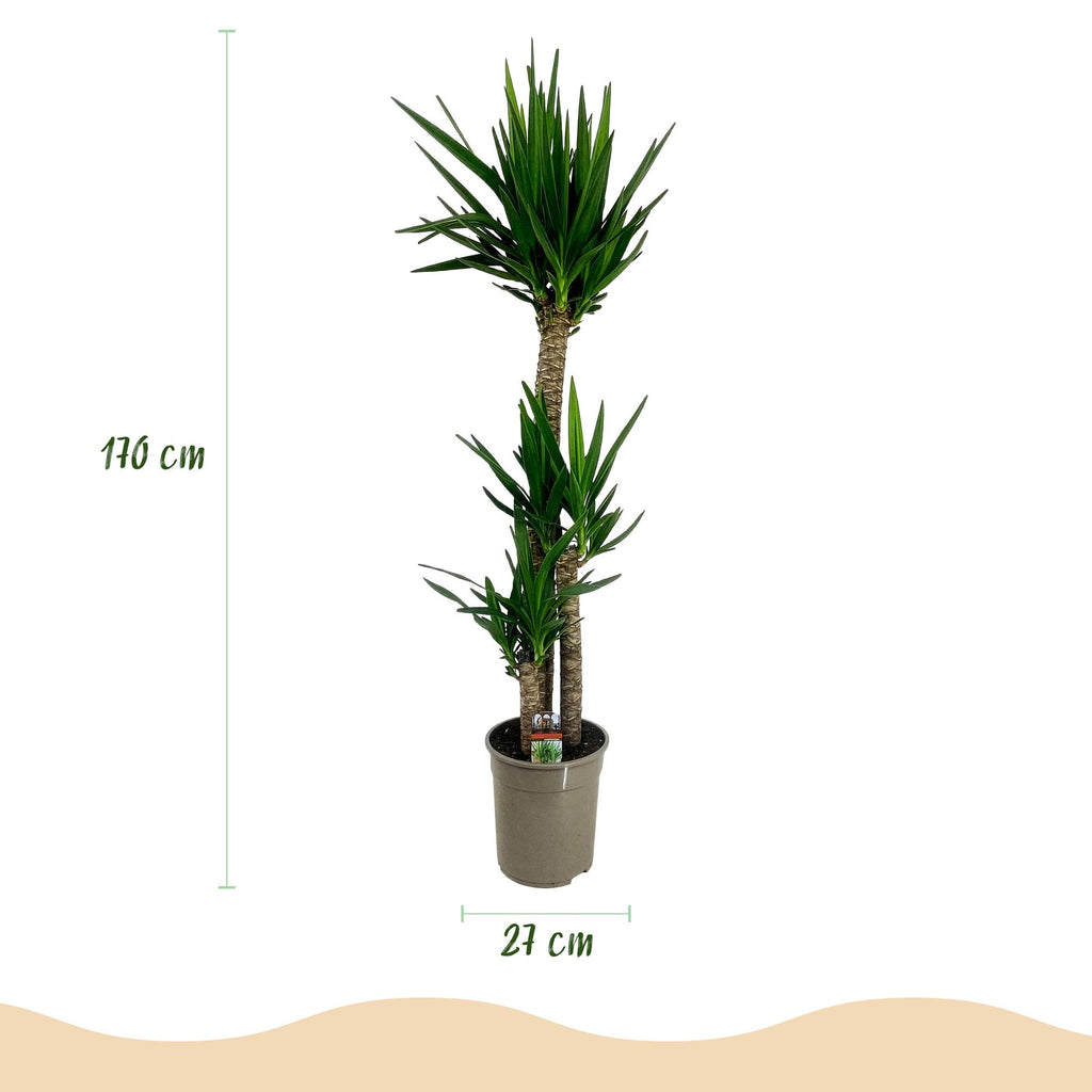 Yucca elephantipes, Yucca, Pflegeleicht, Grün, 1, Topf 27 cm, 170 cm