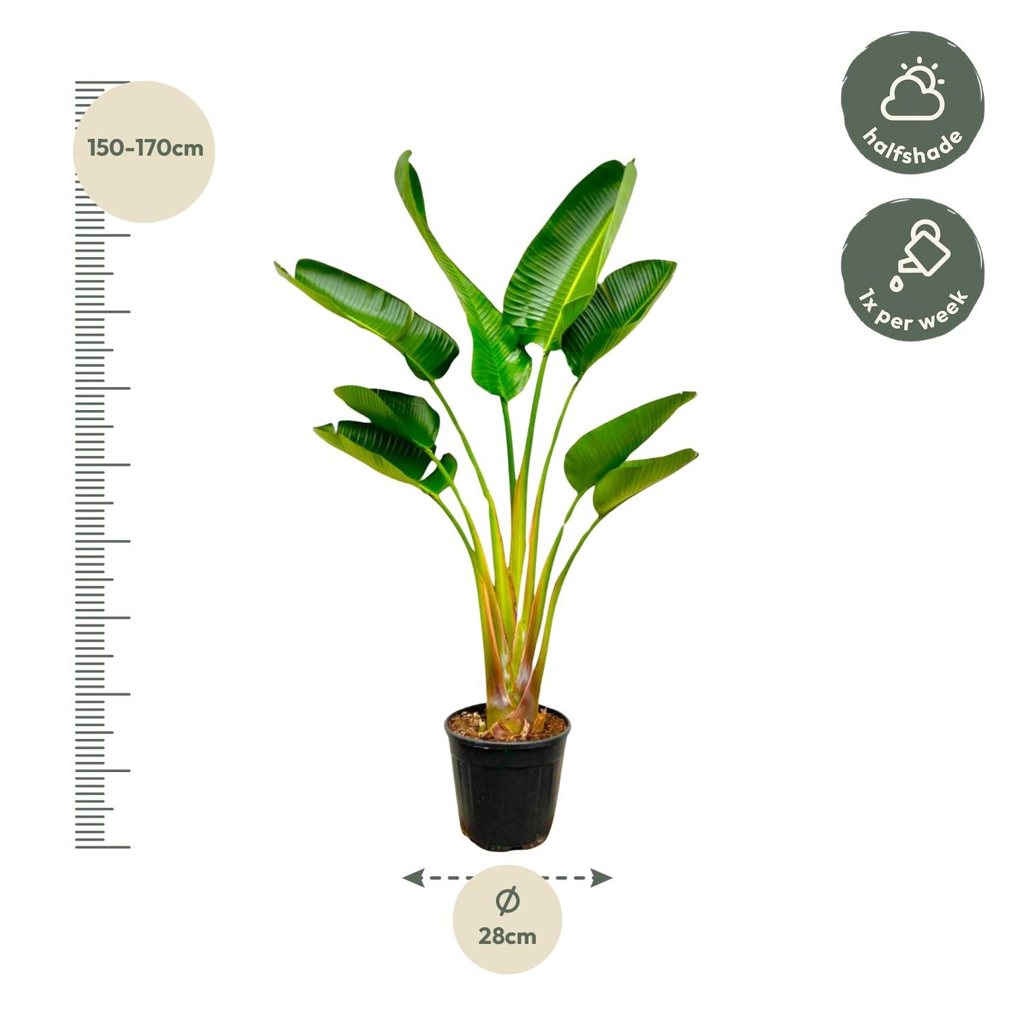 Strelitzia augusta – 160 cm – Ø24