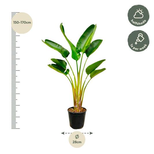 Strelitzia augusta – 160 cm – Ø24