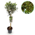 Stamm Pflanze, Olea Europaea, Terrassen Pflanze, Immergrün, Winterhart, Olivenfarbenes Blatt, Topf 19 cm 90 cm