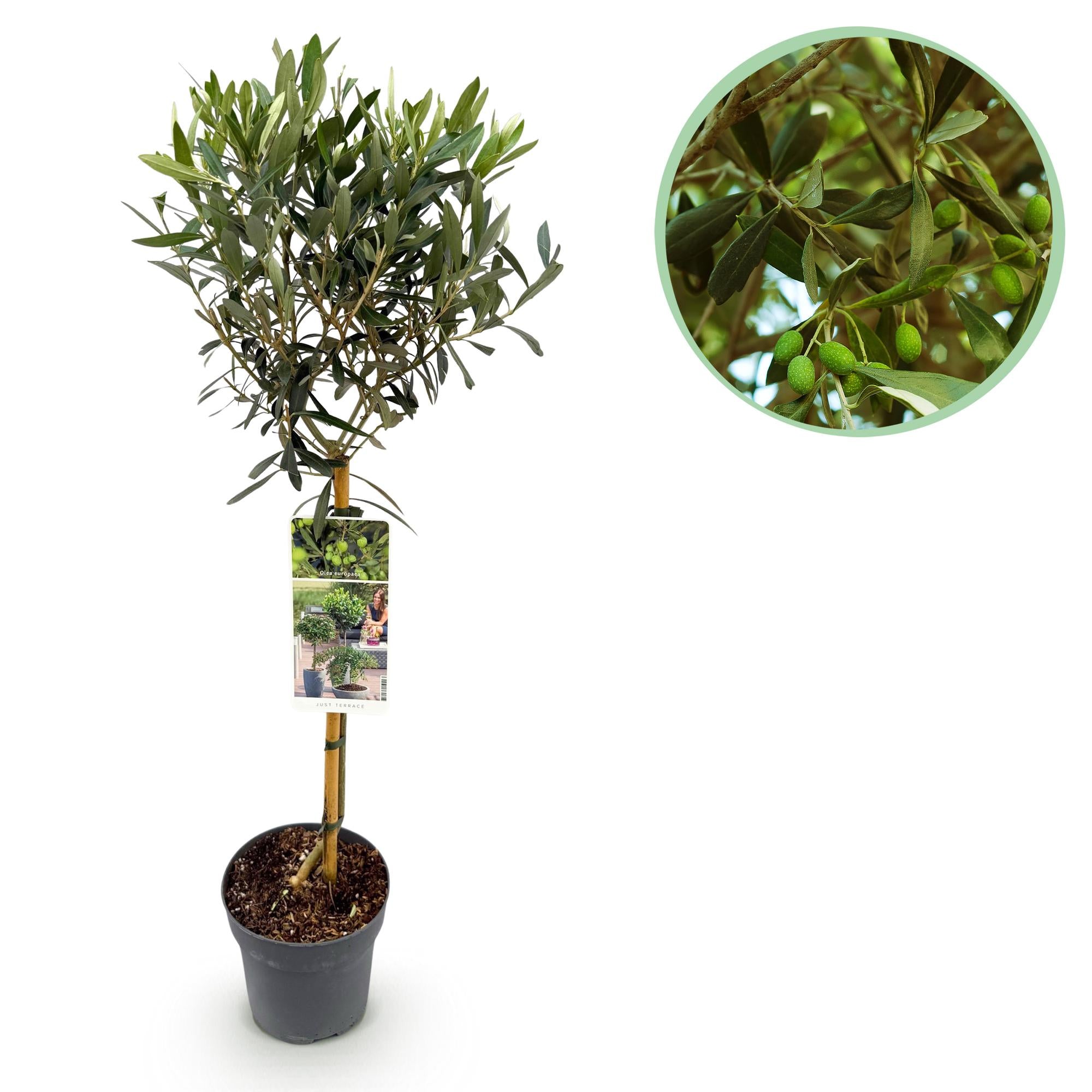 Stamm Pflanze, Olea Europaea, Terrassen Pflanze, Immergrün, Winterhart, Olivenfarbenes Blatt, Topf 19 cm 90 cm