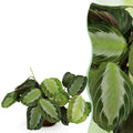 Green boutiQ, Zimmerpflanze, Maranta Fascinator Silverband, Gebetspflanze, Haustierfreundliche Pflanze, Grün, Topf 12cm, Höhe 25cm