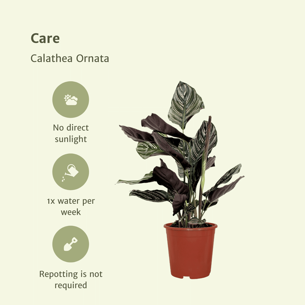 2x Calathea Ornata, Pfauenpflanze, 50 cm, Ø14 cm