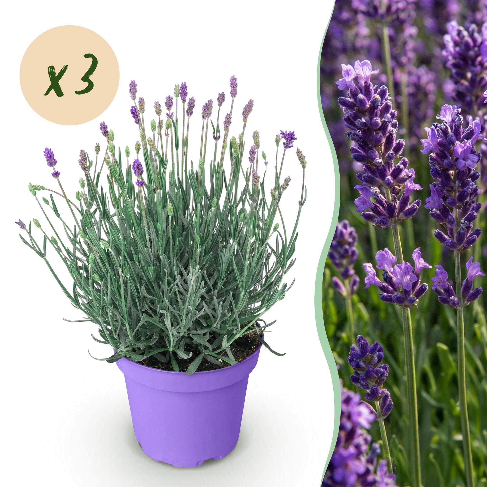 Green boutiQ, Gartenpflanze, Lavandula angustifolia Munstead, Lavendel, Winterhart, Lila, Topf 12cm, Höhe 15, 25cm