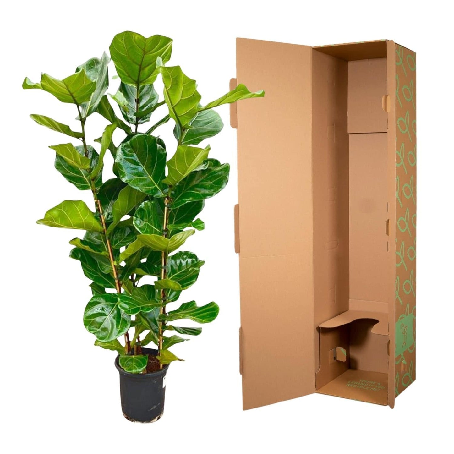 Ficus lyrata Strauch – 155 cm – Ø27 - Botanic-Vibes