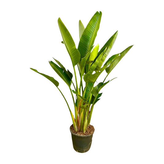 Strelitzia augusta multi-stamm XXL – 225 cm – Ø40