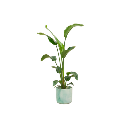 Combi deal - Strelitzia nicolai inklusive elho Ocean Round Pazifikgrün Ø22 – 100 cm