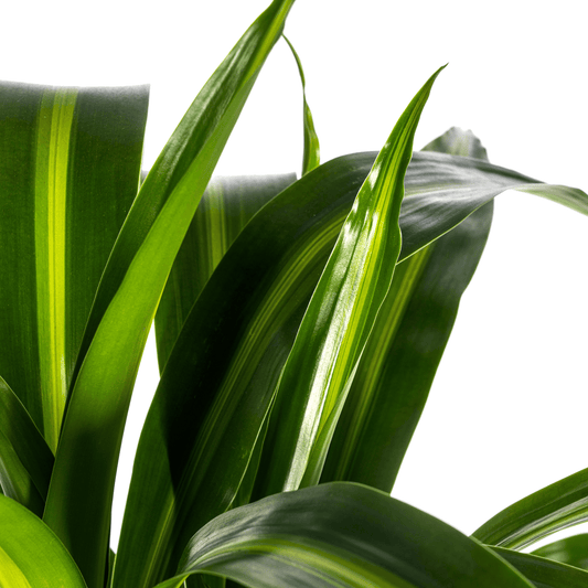 Dracaena Deremensis Hawaiian Sunshine Ø21cm - ↕90 - 110cm - Botanic-Vibes