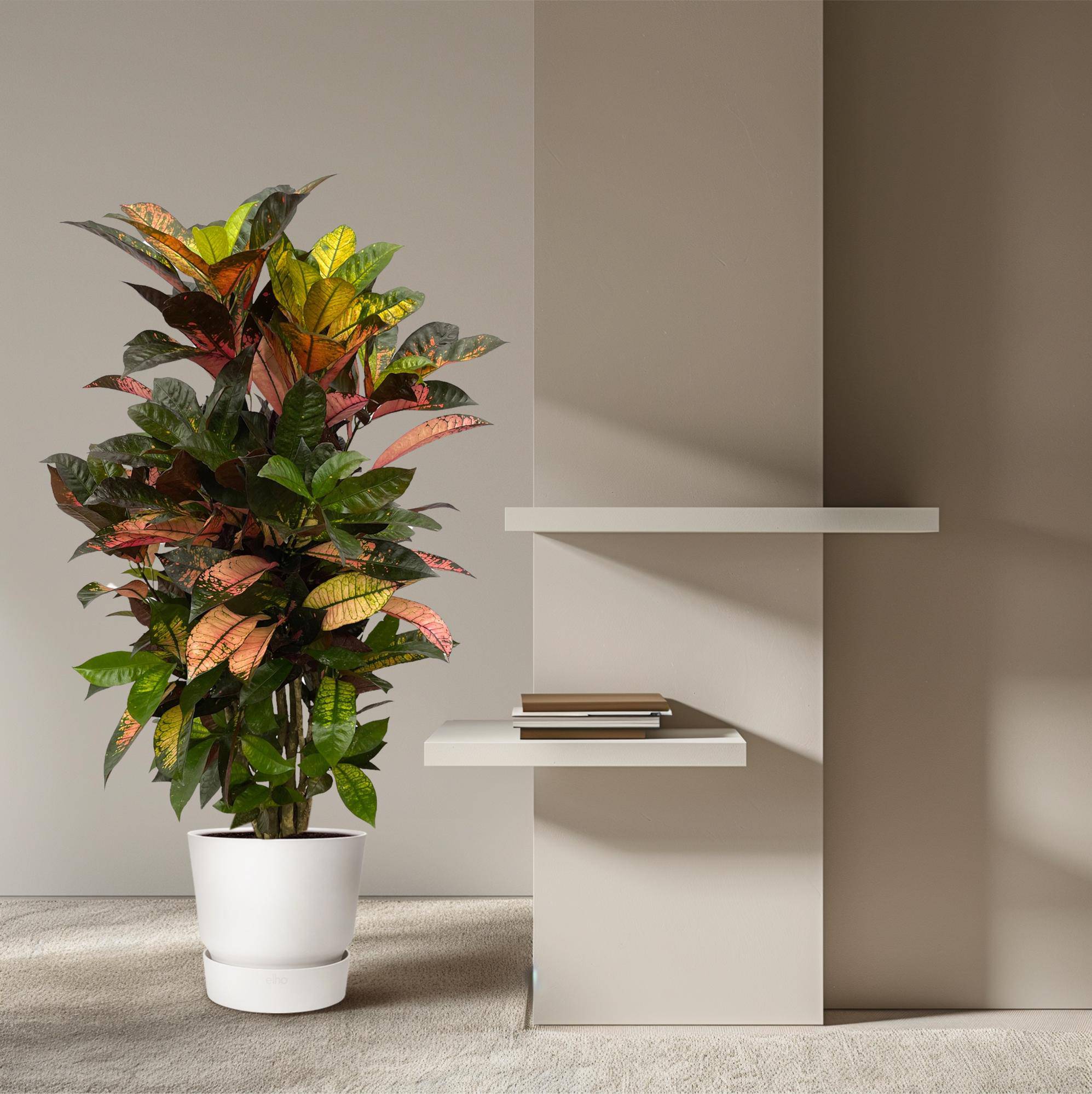 Codiaeum (Croton) Iceton verzweigt – 120 cm – Ø24 - Botanic-Vibes