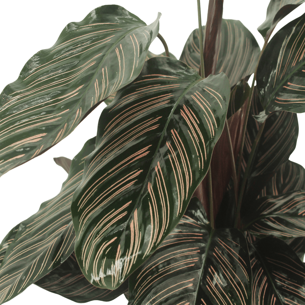 2x Calathea Ornata, Pfauenpflanze, 50 cm, Ø14 cm