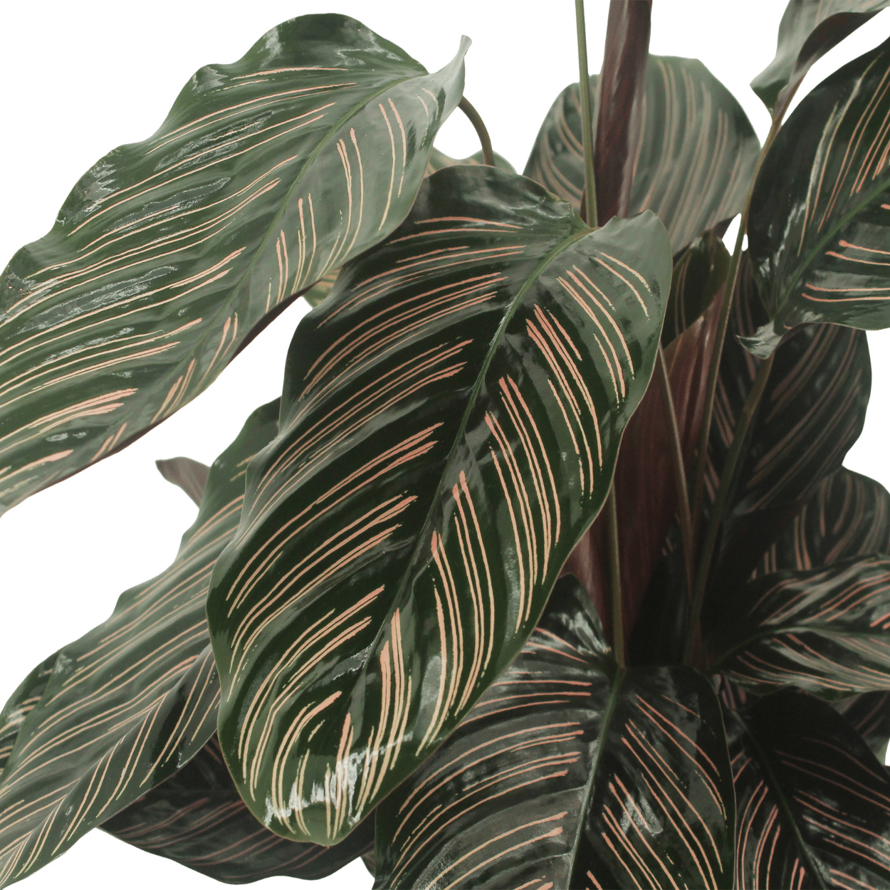 2x Calathea Ornata, Pfauenpflanze, 50 cm, Ø14 cm