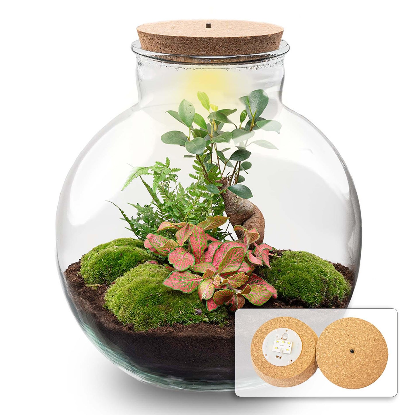 Terrarium „bolder bob“ bonsai + led-beleuchtung im korken