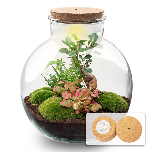 Terrarium „bolder bob“ bonsai + led-beleuchtung im korken